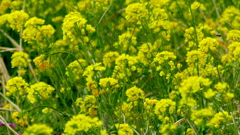 土手のからしな