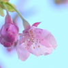 陽光咲き始め