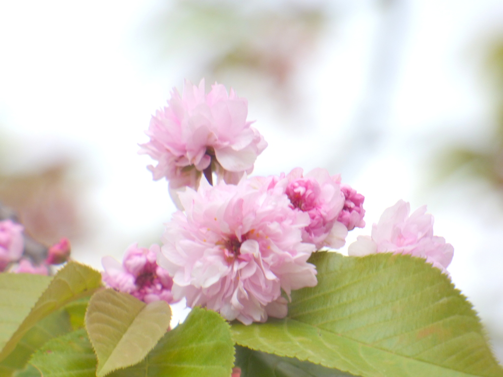 上野恩賜公園の不忍池の菊桜の梅護寺数珠掛け桜