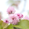 上野恩賜公園の不忍池の菊桜の梅護寺数珠掛け桜