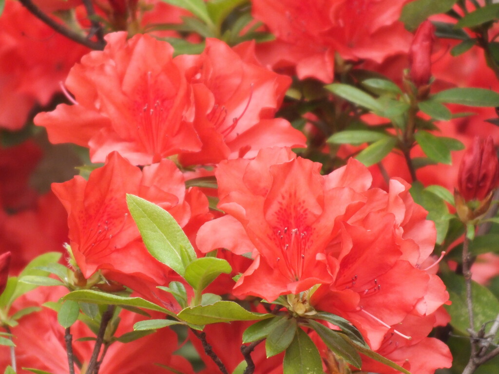 千住の霧島つつじ