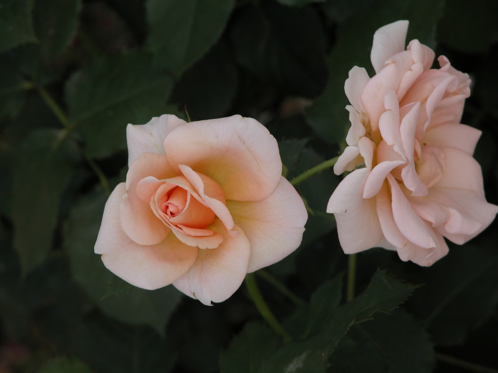 荒川遊園の薔薇９