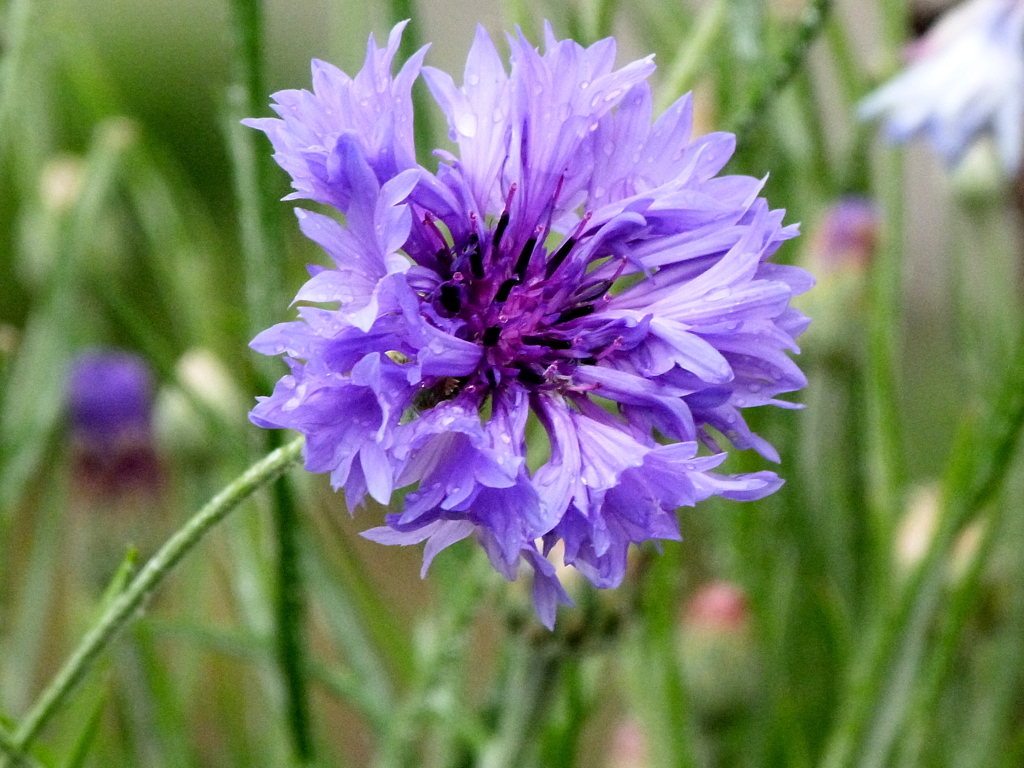 由布院のヤグルマギク