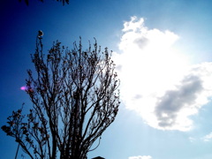 千住の逆光の天の川桜の空