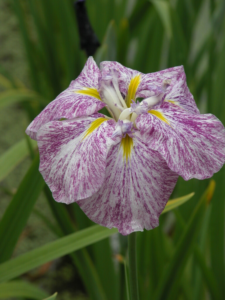 堀切菖蒲園の花菖蒲赤絞り