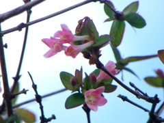 柳原千草園のウグイス神楽