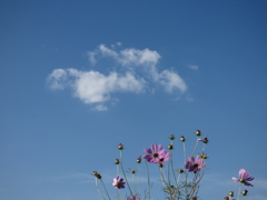 白雲とコスモス