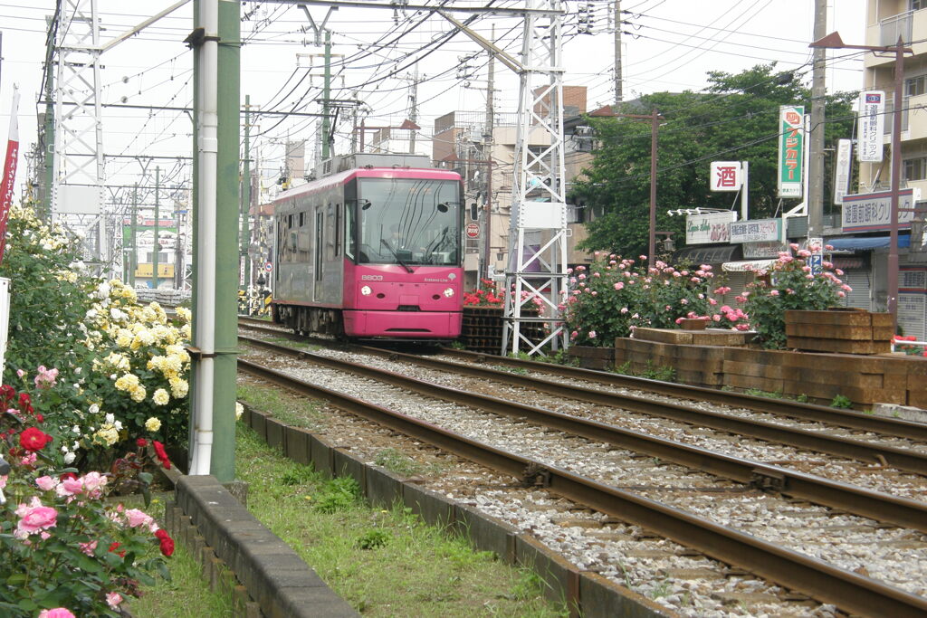 都電荒川線と薔薇２