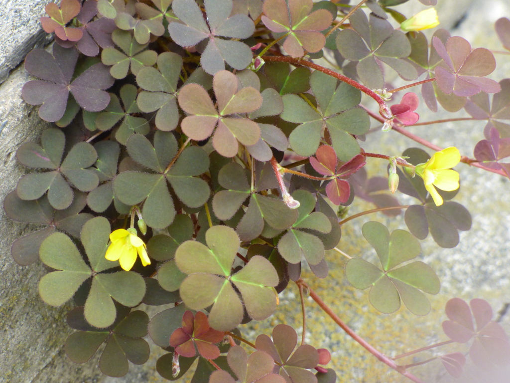 八重の花が咲いた、薄赤カタバミ