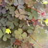 八重の花が咲いた、薄赤カタバミ