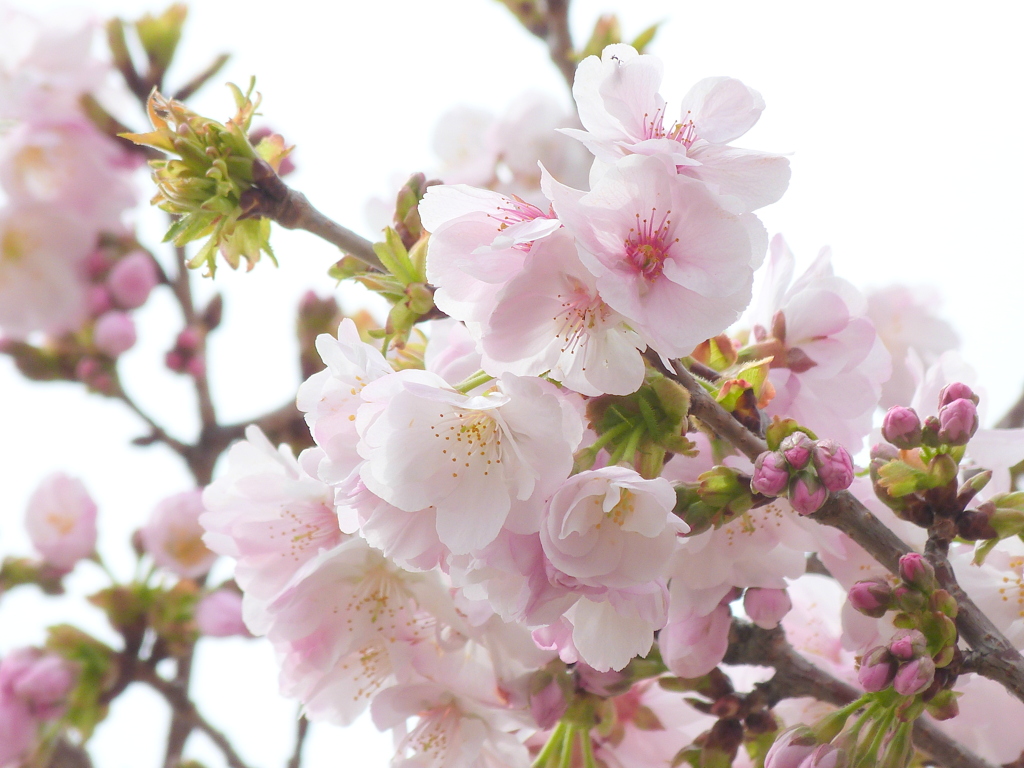 千住桜木公園の高砂桜