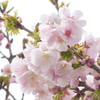 千住桜木公園の高砂桜