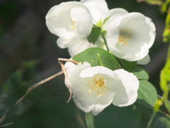 荒川遊園傍の民家のバイカウツギ