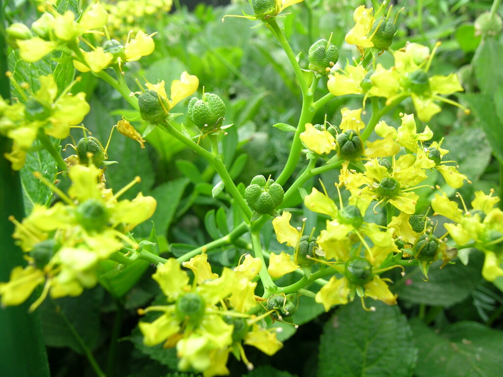 ヘンルーダという、園芸植物