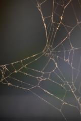 テラスの柵の間に夕日に光るくもの古糸