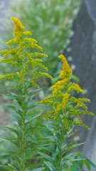 こんなとこにも生えてる