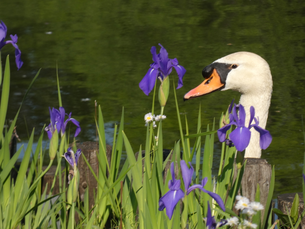荒川自然公園のカキツバタとハクチョウ