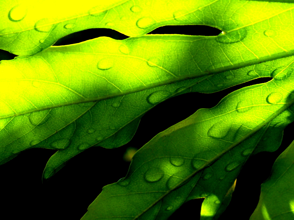 雨に濡れた八つ手