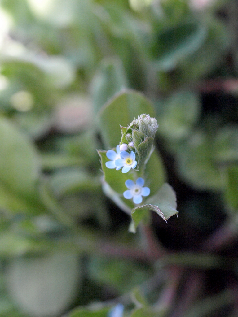 キュウリグサの花三輪