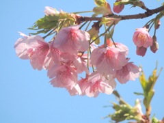 東京河津桜