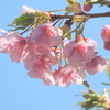東京河津桜