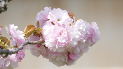 荒川堤の里ザクラ手毬