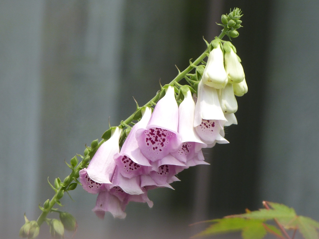 月隈公園のお堀の周辺のジギタリス（フォックスグローブ）