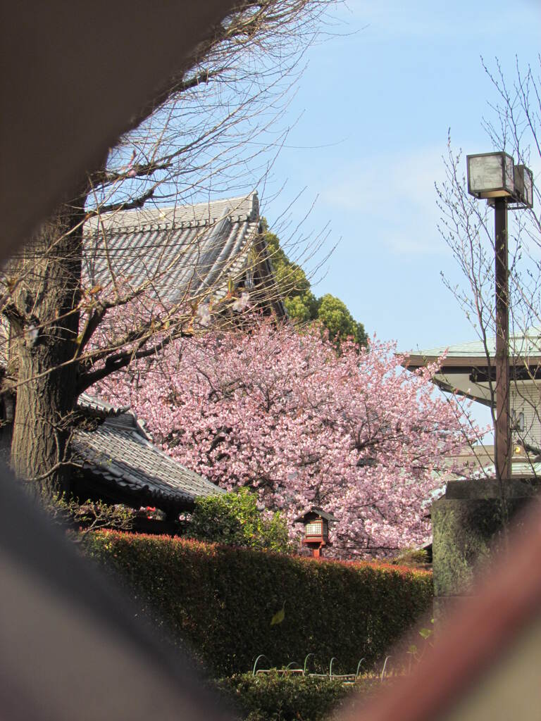 輪王殿からの御車返しの桜