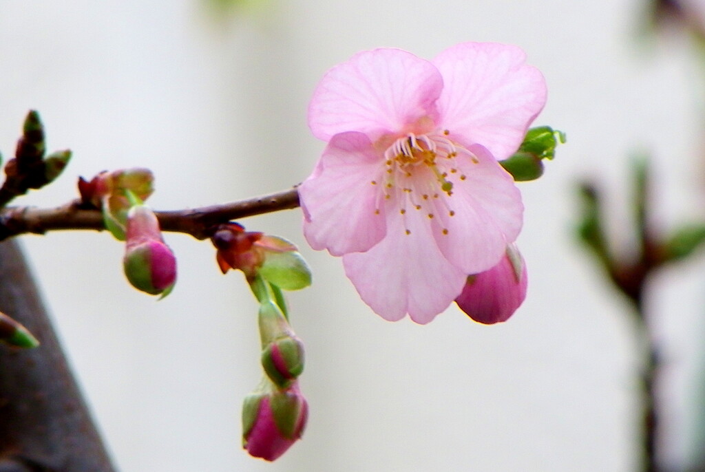 真ん中の星型が特徴の河津桜