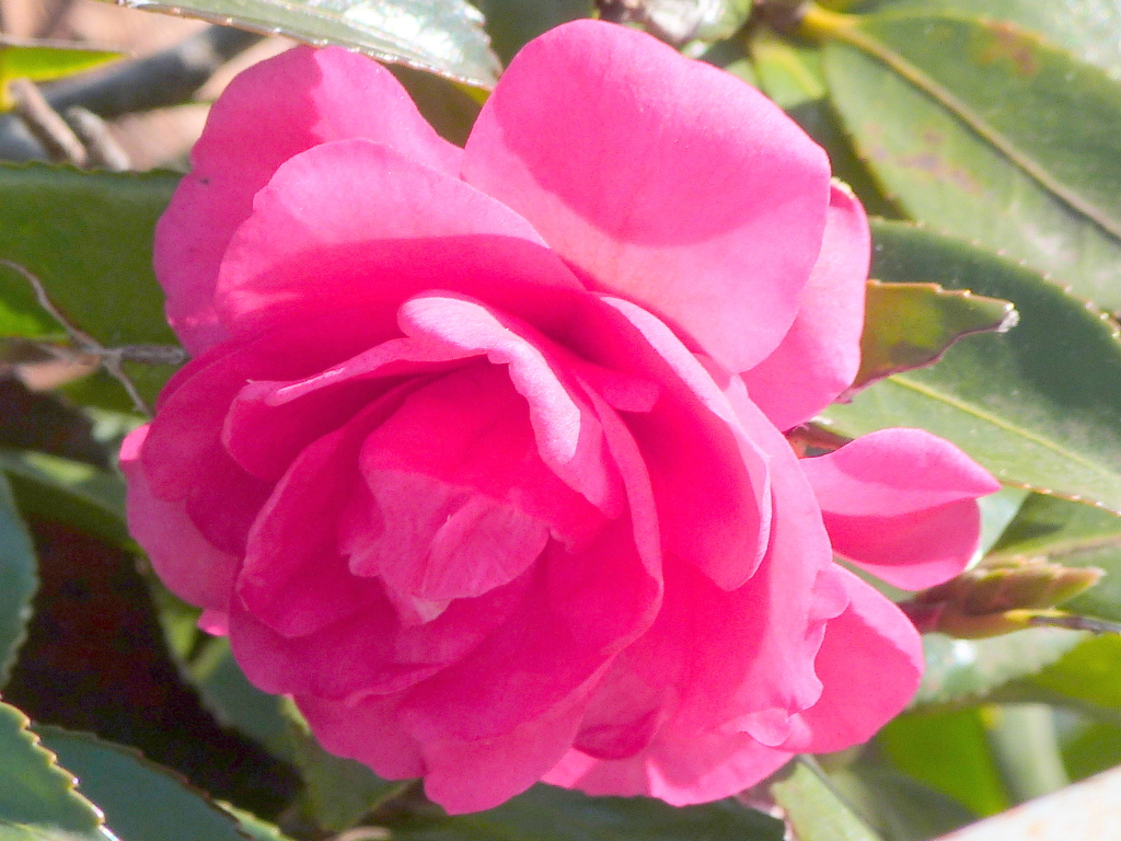 綺麗な山茶花