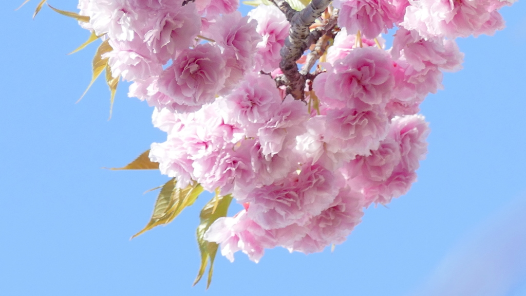 荒川堤の里ザクラの花笠