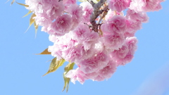 荒川堤の里ザクラの花笠