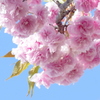 荒川堤の里ザクラの花笠