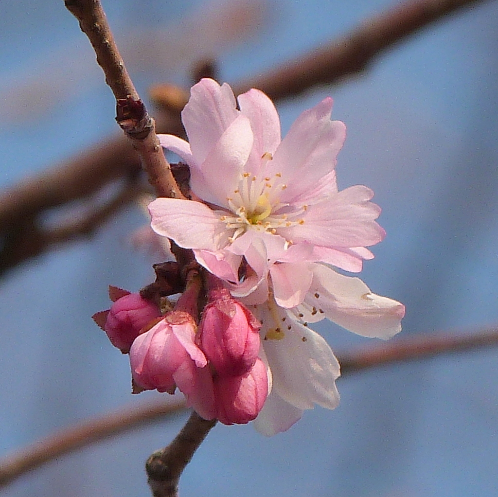 三月の十月桜