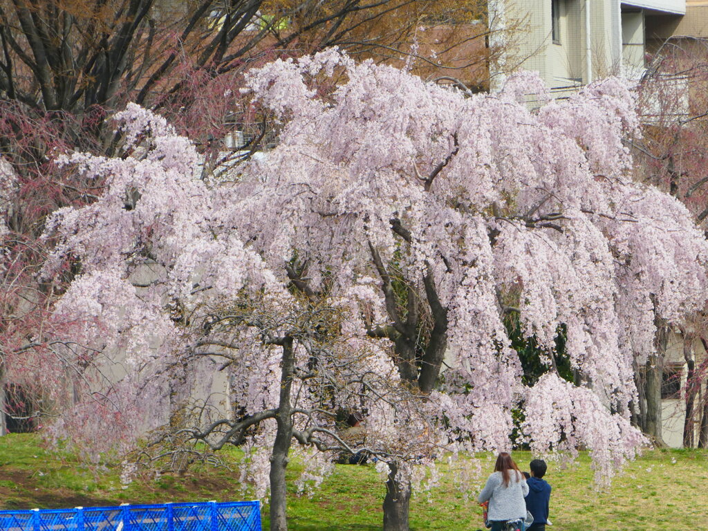 尾久の原公園に三春の滝桜の樹形に似た枝垂桜がある