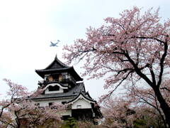 天気が良くなかったが、桜と一緒に写しとめてきた。