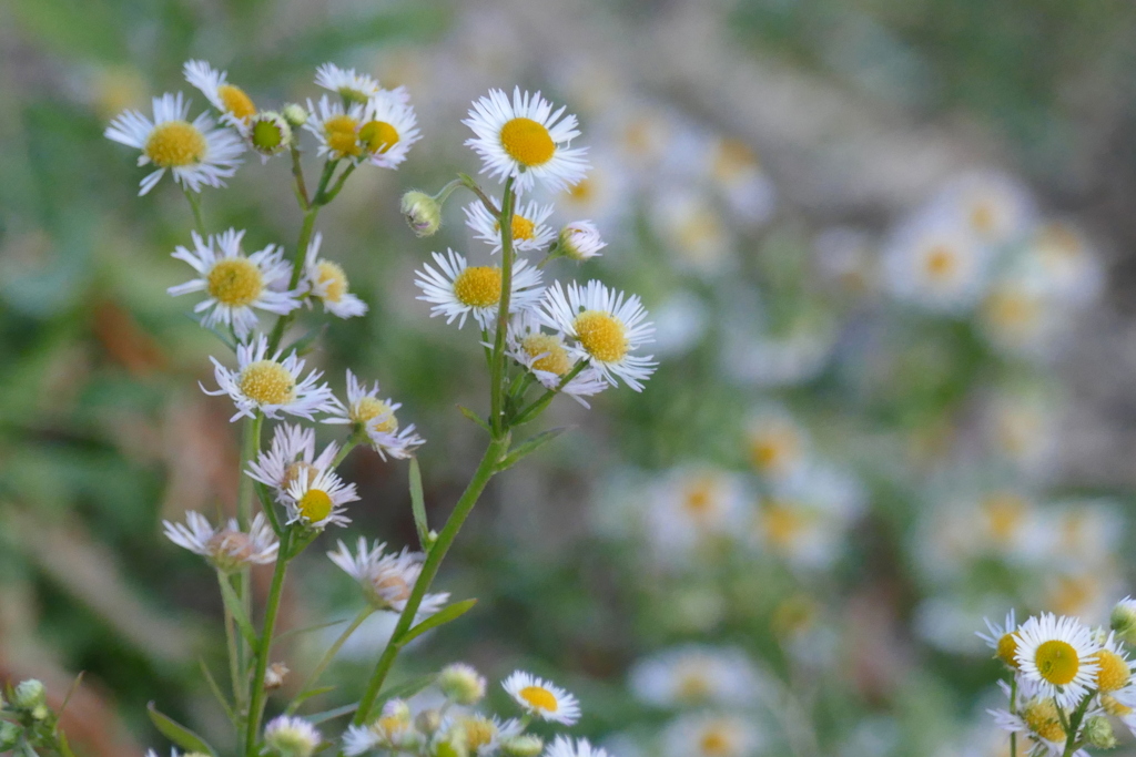 隅田川土手の春
