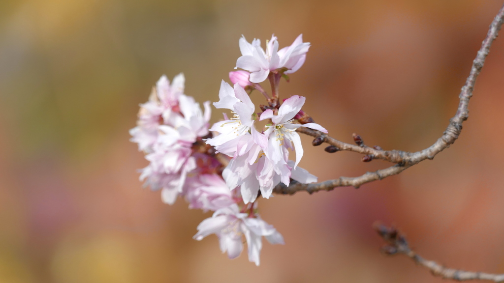 おおみそかのさくら