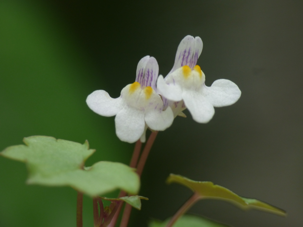 ツタバウンラン