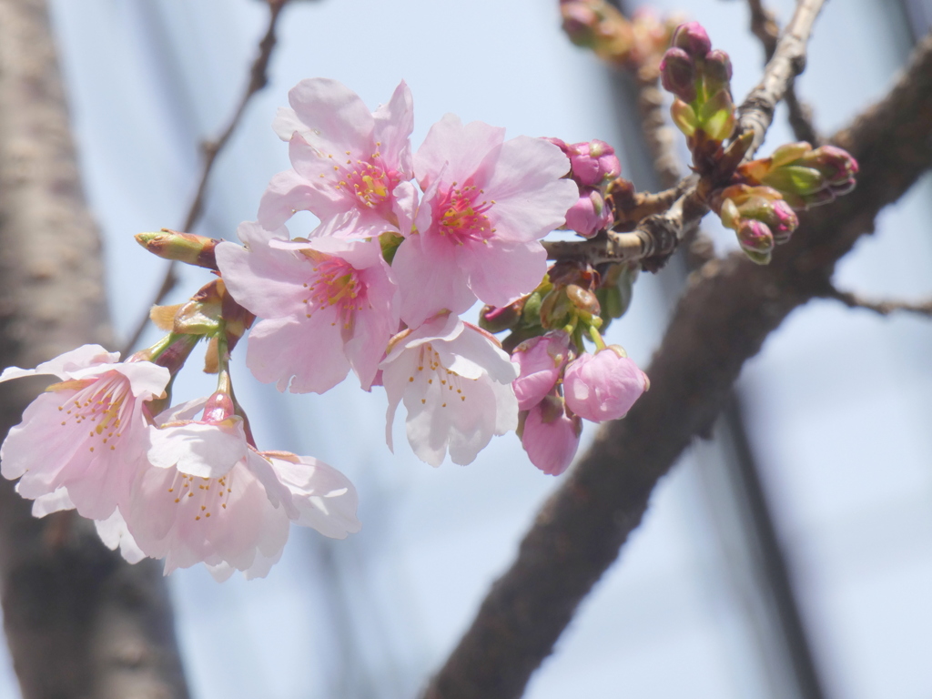 蕾のある日暮里御殿坂月見寺前のオオカンザクラ