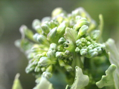 プランターのブロッコリー