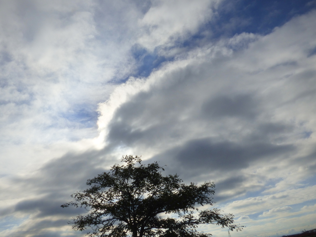 秋、梢の雲たち