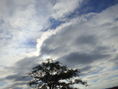 秋、梢の雲たち