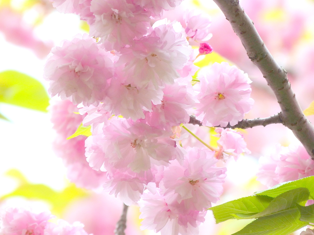 隅田公園の菊桜