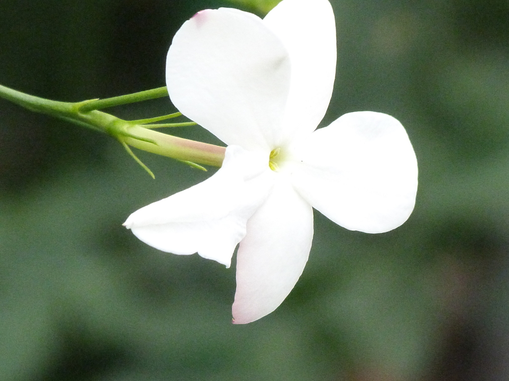 ジャスミン・ホワイトプリンセス