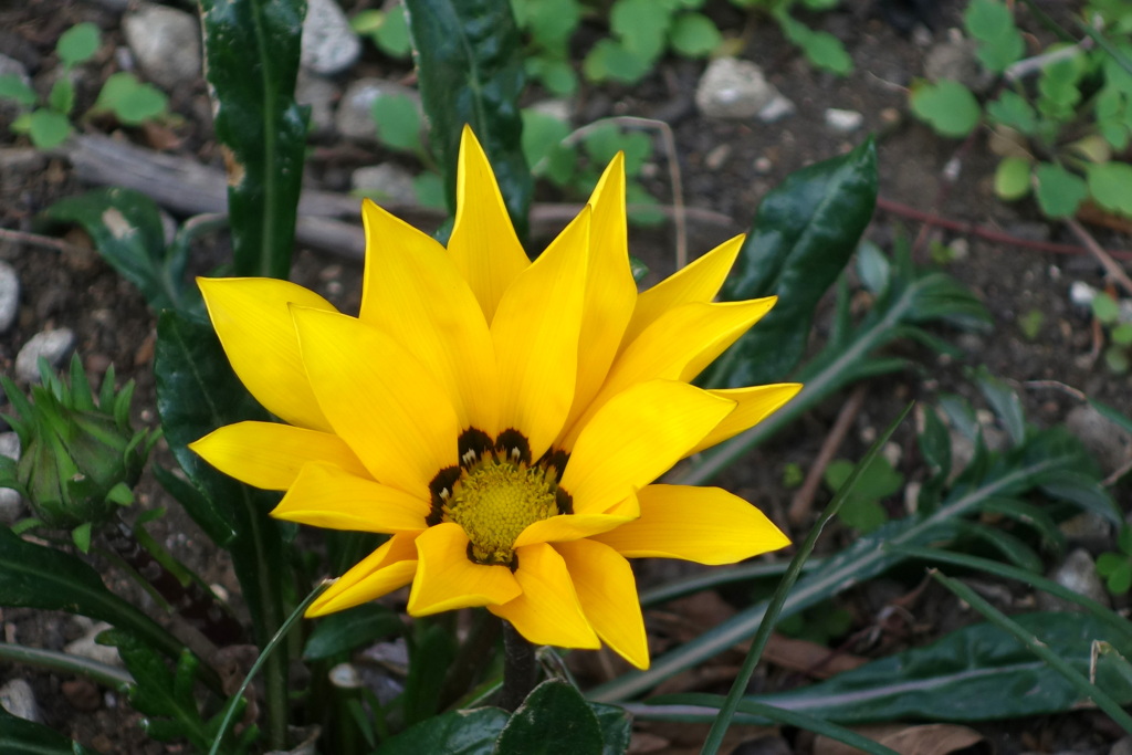 マンションの花壇の黄色いガザニア