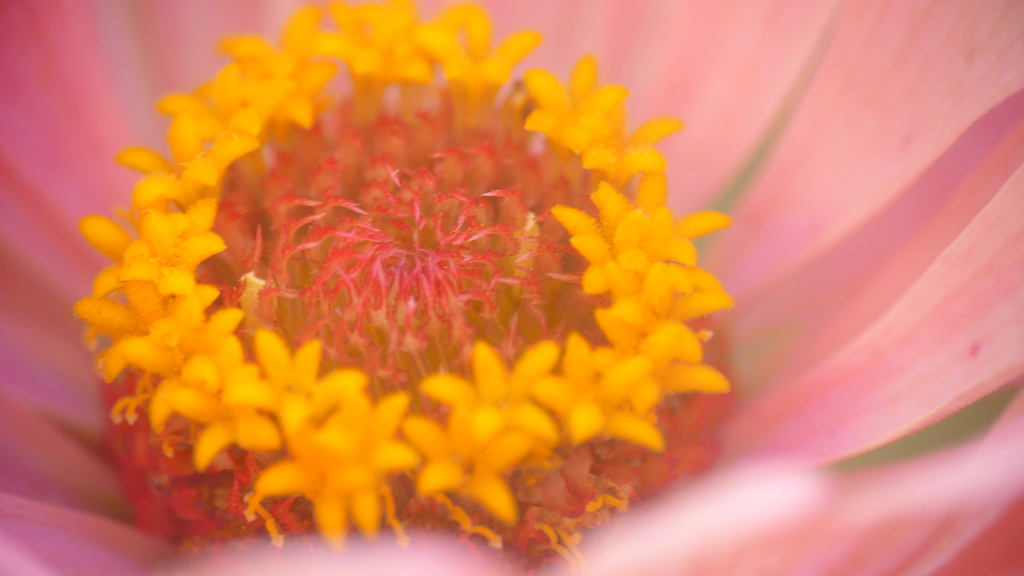 桃色百日草の蕊