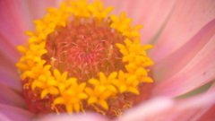 桃色百日草の蕊