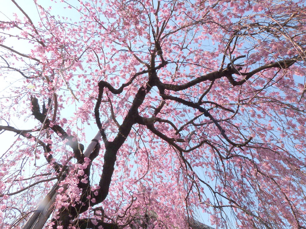 愛染寺自性院の八重紅枝垂れ