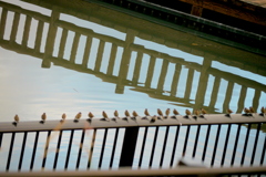 桜木ワンドの池のフェンスの雀達